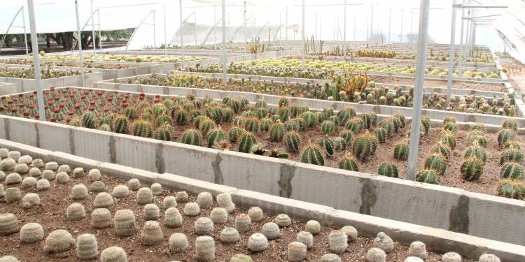 ગુજરાતનુ પ્રથમ કોમર્શીયલ કેક્ટસ ફાર્મ બાદનપરમા…