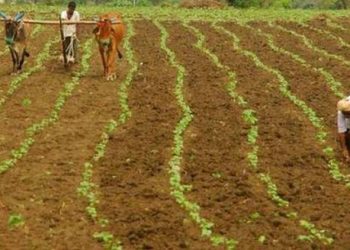 ‘મારો પાક બળી ગયો’ ધરતીપુત્રએ હિંમત હારી ઝેરી દવા પીધી