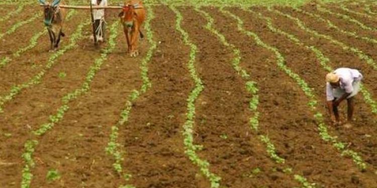 ‘મારો પાક બળી ગયો’ ધરતીપુત્રએ હિંમત હારી ઝેરી દવા પીધી