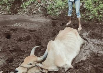 લાલપુર બાયપાસ પાસે ખાડામા ખુંપી ગયેલી ગાયને બચાવતા સેવાભાવીઓ