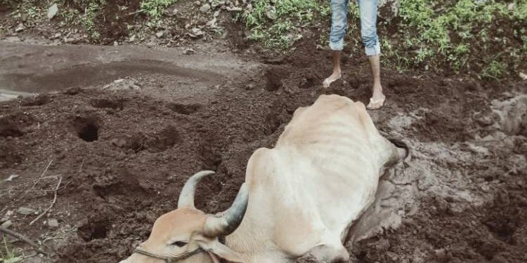 લાલપુર બાયપાસ પાસે ખાડામા ખુંપી ગયેલી ગાયને બચાવતા સેવાભાવીઓ