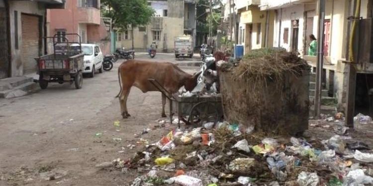 હે….કચરા એકઠા કરવા માટે મનપા રોજના ૩ લાખ નાંખે છે..!