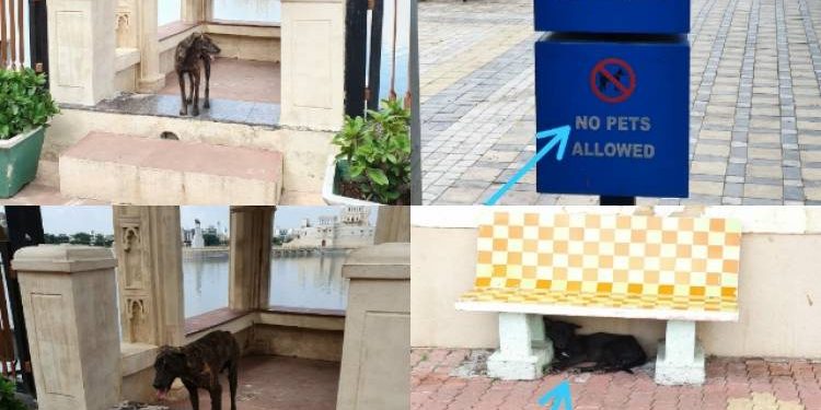 લાખોટા તળાવનીપાળ પર શ્વાન પણ વોકિંગ અને આરામ કરવા આવે છે.?