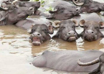 કોંગોની દહેશત વચ્ચે પાણીમા વહેતી ઢોરની ગંદકી