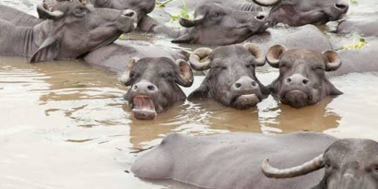 કોંગોની દહેશત વચ્ચે પાણીમા વહેતી ઢોરની ગંદકી