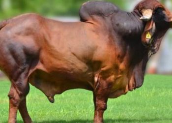 ખુંટીયો પહોચ્યો મામલતદાર કચેરીએ, ઇન્ચાર્જ મામલતદાર પહોચ્યા પોલીસ સ્ટેશને..!