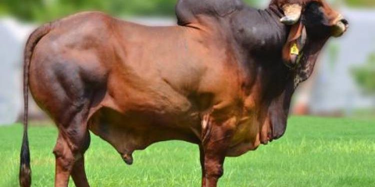 ખુંટીયો પહોચ્યો મામલતદાર કચેરીએ, ઇન્ચાર્જ મામલતદાર પહોચ્યા પોલીસ સ્ટેશને..!