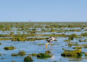 તો જામનગરનો આ ટાપુ બનશે ટૂરિસ્ટોનું ફેવરિટ સ્થળ