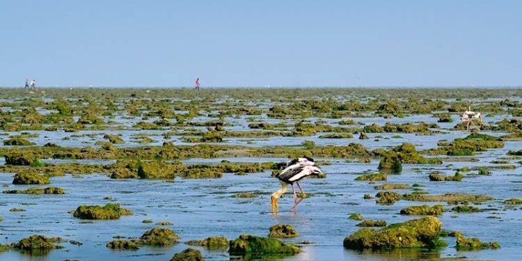 તો જામનગરનો આ ટાપુ બનશે ટૂરિસ્ટોનું ફેવરિટ સ્થળ