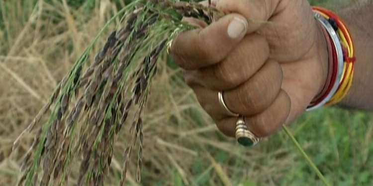 સરકારનો નિર્ણય, જો ખેડૂતોને થયું હશે નુકશાન તો ચુકવાશે વળતર 