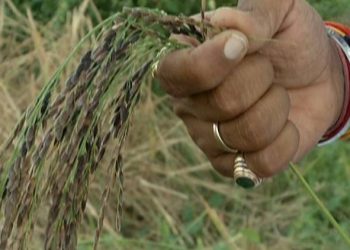 આ ખેડૂતે ઉગાડ્યા ‘કાળા ચોખા’, દૂર દૂરથી લોકો આવે છે જોવા