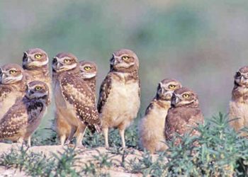 ‘આ ઘુવડ તમારા ઘરમાં લાખો-કરોડો રૂપિયાનો વરસાદ કરાવશે’