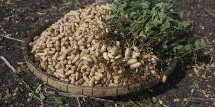 સર્વેમા ઓછી નુકસાની બતાવવાથી ફાયદો કોને?