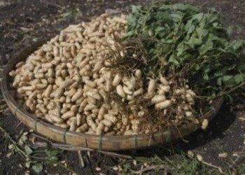 ખેડૂતો ધ્યાન આપે, જો આ માપદંડ હશે તો જ ખરીદાશે મગફળી