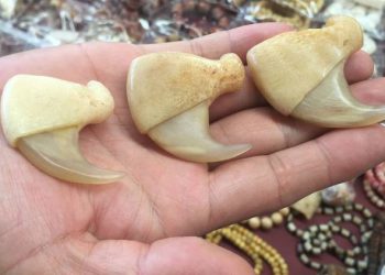 સિંહના નખ લેવા પહોંચ્યો ને પકડાયો, આવી રીતે ગોઠવ્યું છટકું