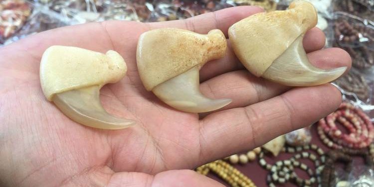 સિંહના નખ લેવા પહોંચ્યો ને પકડાયો, આવી રીતે ગોઠવ્યું છટકું