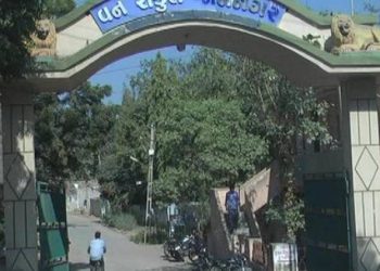 એક ગેંગ પકડીને સંતોષ માનતુ વન વિભાગ..