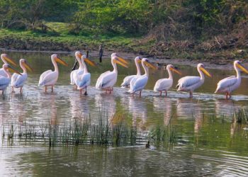 દરવર્ષ જામનગરના આ અભયારણ્યમાં આવે છે લાખોની સંખ્યામાં યાયાવર પક્ષીઓ…