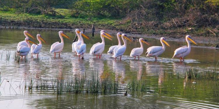 દરવર્ષ જામનગરના આ અભયારણ્યમાં આવે છે લાખોની સંખ્યામાં યાયાવર પક્ષીઓ…