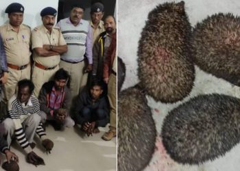 ‘કાંટાઉંદરો’ સાથે તાંત્રિક વિધિ કરતાં ચાર ઝડપાયા