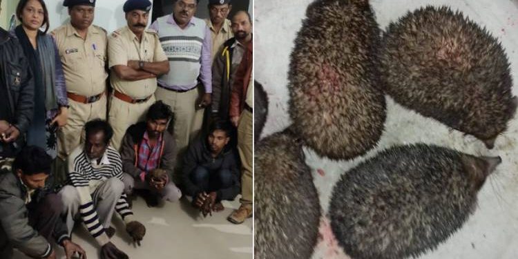 ‘કાંટાઉંદરો’ સાથે તાંત્રિક વિધિ કરતાં ચાર ઝડપાયા