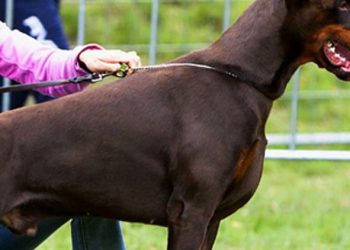 લાંબા સમય બાદ સરકારને યાદ આવ્યું, ડોગ બ્રિડિંગ-પેટશોપ માટે ફરજિયાત છે આ વસ્તુ