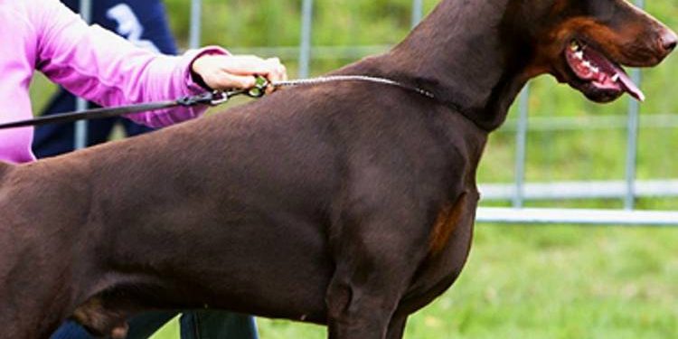 લાંબા સમય બાદ સરકારને યાદ આવ્યું, ડોગ બ્રિડિંગ-પેટશોપ માટે ફરજિયાત છે આ વસ્તુ