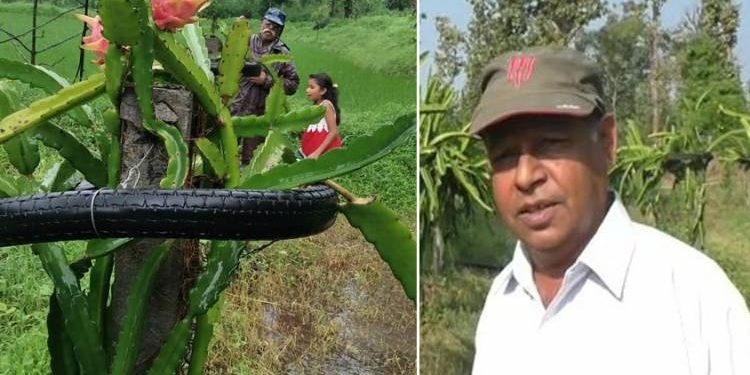 ખેડૂતનાં એન્જીનિયર દીકરાની સિદ્ધિ, ઉગાડ્યા ડ્રેગન ફ્રૂટ