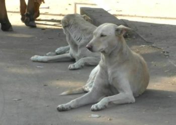 શહેરમાં  કુતરાનો આતંક, ડઝનેક લોકોને ફાડ્યા 