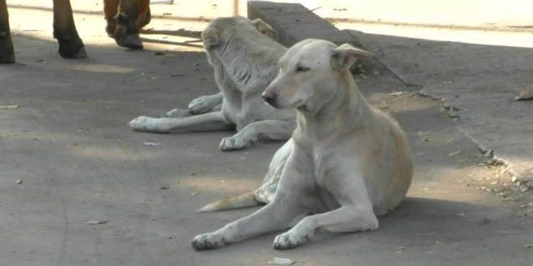 શહેરમાં  કુતરાનો આતંક, ડઝનેક લોકોને ફાડ્યા 