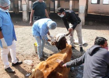 ગાયના શીંગડામાં હતું છ માસથી કેન્સર, ડોક્ટરોની ટીમને સર્જરીમાં મળી સફળતા