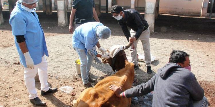 ગાયના શીંગડામાં હતું છ માસથી કેન્સર, ડોક્ટરોની ટીમને સર્જરીમાં મળી સફળતા
