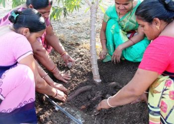 ખેતીમાં નવા પાક ‘કસાવા’ની સફળ ખેતી કરતી આરબલુસની બહેનો, કસાવા શું છે તે પણ જાણો..