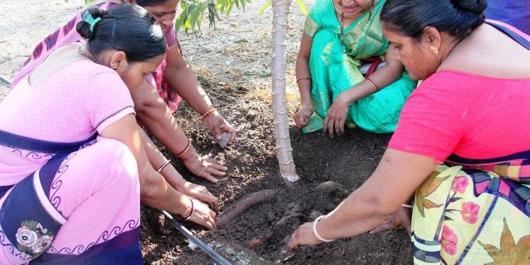 ખેતીમાં નવા પાક ‘કસાવા’ની સફળ ખેતી કરતી આરબલુસની બહેનો, કસાવા શું છે તે પણ જાણો..