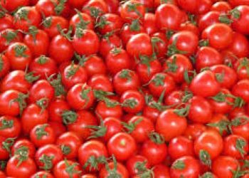ટામેટાની આડમાં દારૂની હેરફેર…