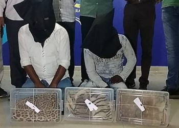 હાથીદાંત બાદ વાઘ, હરણ અને દીપડાના ચામડા સાથે બે શખ્સો ઝડપાયા