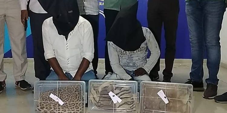 હાથીદાંત બાદ વાઘ, હરણ અને દીપડાના ચામડા સાથે બે શખ્સો ઝડપાયા