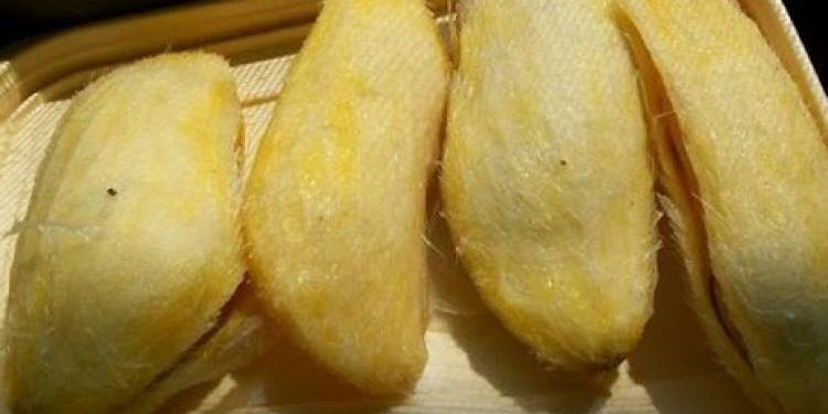 કેરીમાંથી નીકળતી ગોટલીને ફેંકી દેતા પહેલા વાંચી લેજો આ ફાયદા