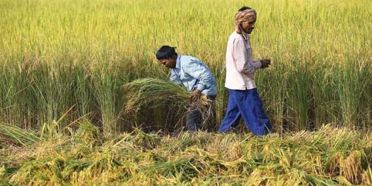 કમોસમી વરસાદની આગાહીના પગલે ખેતીવાડી વિભાગ દ્વારા પાક સુરક્ષાના નિર્દેશો જાહેર કરાયા 