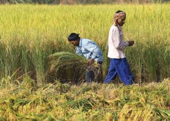 ગુજરાતના ખેડૂતો માટે સરકારે કર્યો આ નિર્ણય