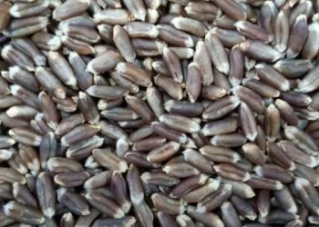 સૌરાષ્ટ્રના આ ગામે ખેડૂતે ઉગાડયા કાળા ઘઉં 