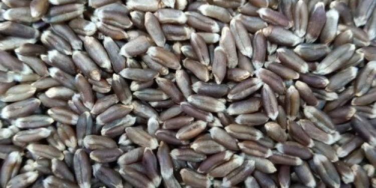 સૌરાષ્ટ્રના આ ગામે ખેડૂતે ઉગાડયા કાળા ઘઉં