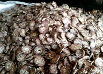 બંધાણીઓ પાસે નથી સોપારી અને અહી ઝડપાયો જથ્થો