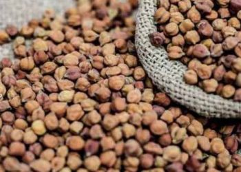 ખેડૂતો માટે સારા સમાચાર, રાજયના ખેડૂતો પાસેથી ટેકાના ભાવે ચણાની ખરીદી માટે વધારાનો જથ્થો મંજૂર: કૃષિમંત્રી રાધવજી પટેલ