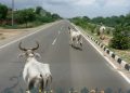 સ્ટેટ હાઇવે ઉપર પણ ઢોરના જોખમી ત્રાસ