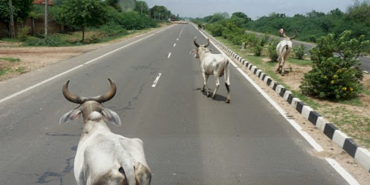 સ્ટેટ હાઇવે ઉપર પણ ઢોરના જોખમી ત્રાસ