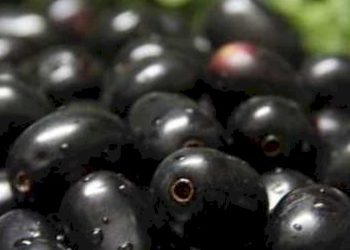 જાંબુ અને તેના ઠળિયા ના કેટલા તો છે ફાયદાઓ