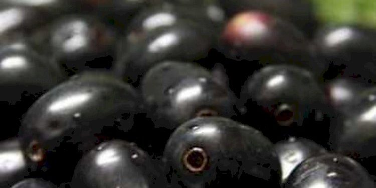 જાંબુ અને તેના ઠળિયા ના કેટલા તો છે ફાયદાઓ