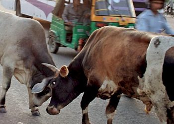 રખડતા ઢોરના મુદ્દે 8 મનપા અને 56 નપા માટે સરકારે લીધો આ નિર્ણય 