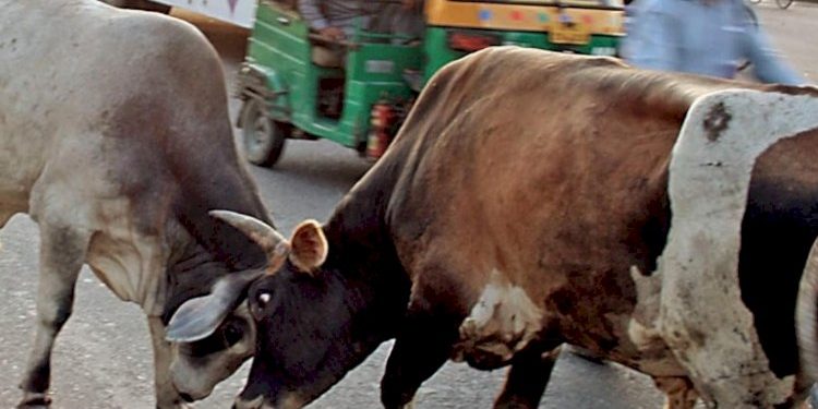 રખડતા ઢોરના મુદ્દે 8 મનપા અને 56 નપા માટે સરકારે લીધો આ નિર્ણય